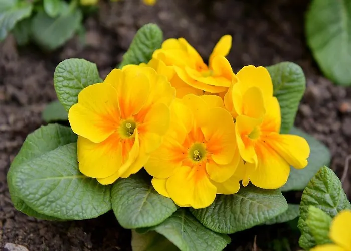 Anastasia Boutique Aparthotel Sofia