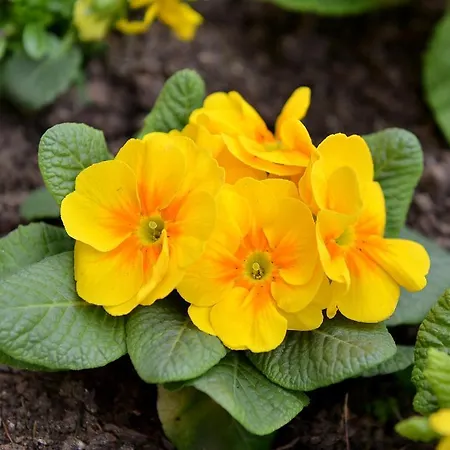 Anastasia Boutique شقة فندقية صوفيا